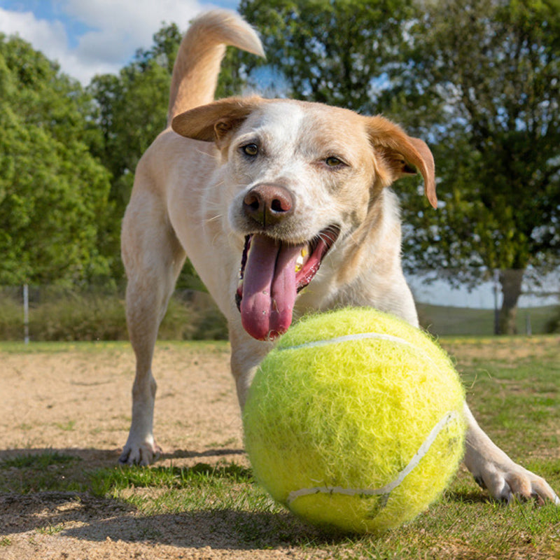 Mega Fetch Max Ball