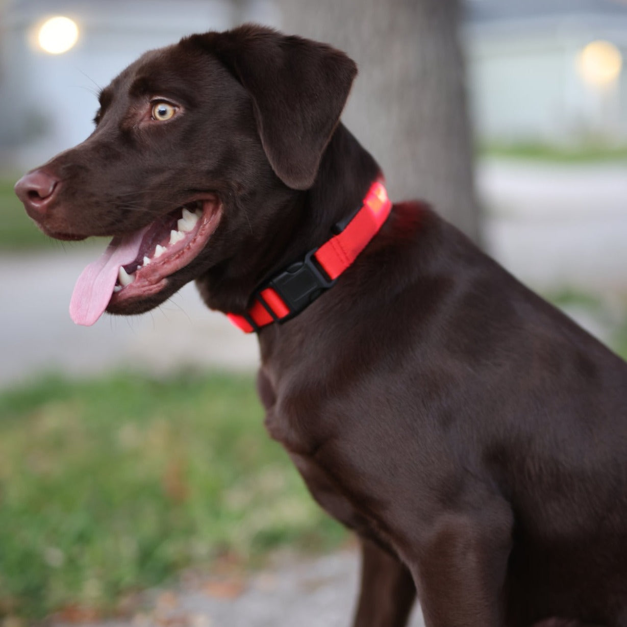 Beacon LED Collar